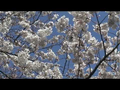 KAMPAI Itsuki Hiroshi- sakura.mpg
