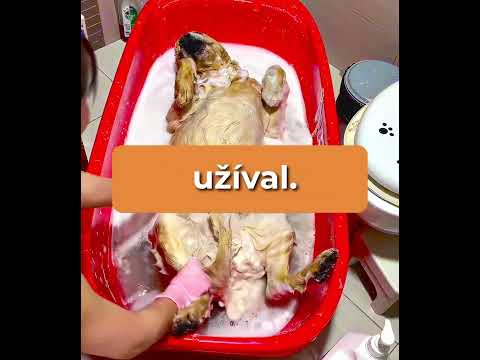 Myslela jsi že jí umřel pejsek #shorts #zajimavosti