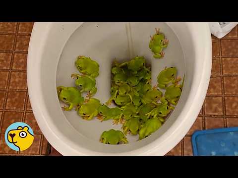 Woman Finds 37 Frogs in a Public Toilet and Takes Them Home