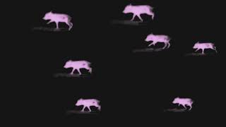 Marvin Pontiac — Baby Pigs