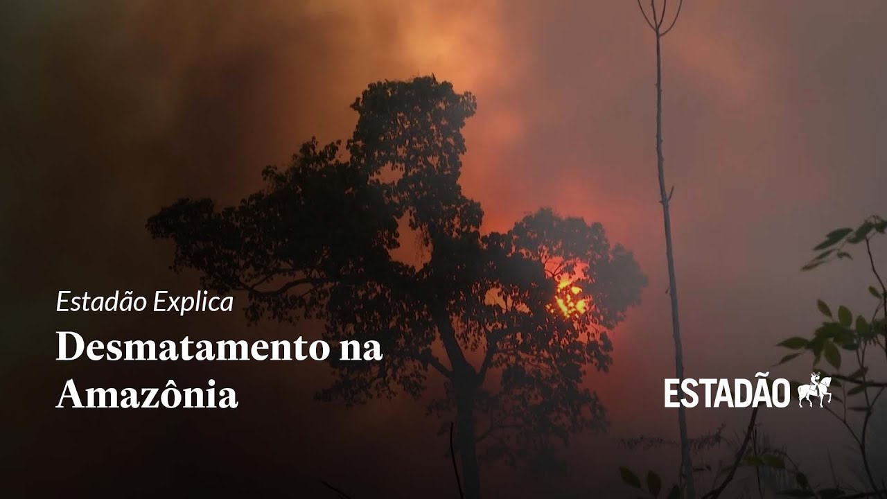 Entenda as consequências do desmatamento na Amazônia