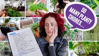 Soooo Many Planty Chores To Do! Can We Get Them All Done? | Day of Houseplanty Chores Vlog