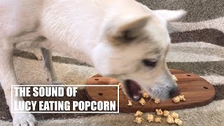 Dog Eating Popcorn [Sound Dogs Love] [강아지가 좋아하는 소리]