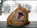 Nice Little Pussy Cat