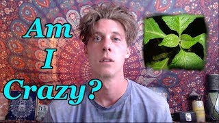 Salvia Divinorum is My Favorite Psychedelic (Am I Crazy?)