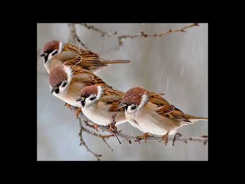 His Eye Is On The Sparrow DENIECE WILLIAMS