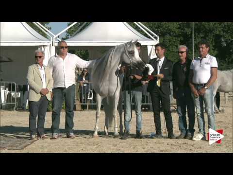 Gold Ch. - N.60 HEILA J - Bergamo 2015 - Senior Mares Championship (Class 18)