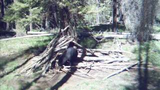 preview picture of video 'Bears on bear bait in Idaho'