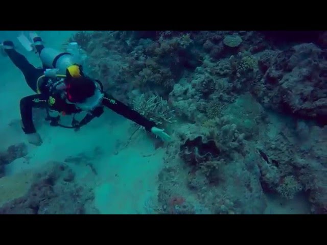 Prodive Cairns outer reef diving