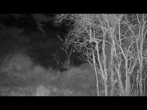 Djuma: Honey Badger quickly moving through - 21:12 - 08/22/21