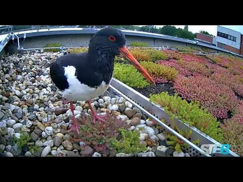 Kurzfilm über das Leben der Austernfischer auf der Kläranlage Paderborn