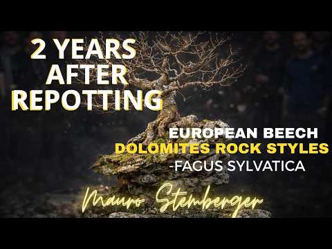 European Beech Bonsai (Fagus sylvatica) — 2 Years After Repotting | Dolomites Rock Style