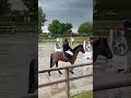 Intero New Forest In vendita 2022 Baio