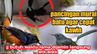 Download lagu pancingan murai batu agar cepat kawin mp3 Download lagu pancingan murai batu agar cepat kawin mp3