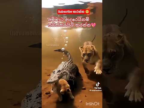 අම්මට ආදරේ හැමෝම subscribe කරන්න 🥺❤️😘 #trending #mom #shortsfeed