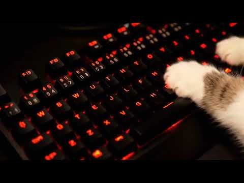 [ASMR] Curious cat keyboard typing sounds    호기심 고양이의 키보드 누르는 소리 #asmr #aiasmr #keyboard #satisfying