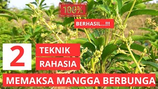 Download lagu Cara Memaksa Mangga Cepat Berbunga dan Berbuah mp3