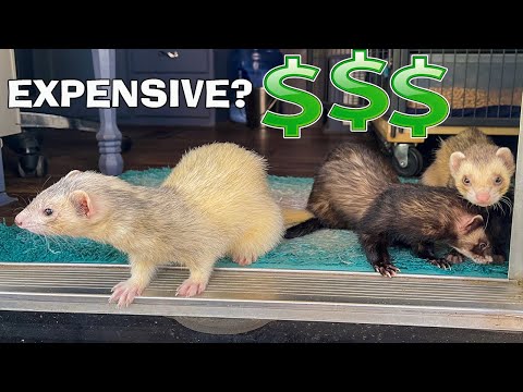 YouTube video about: How much are ferrets at uncle bill's?