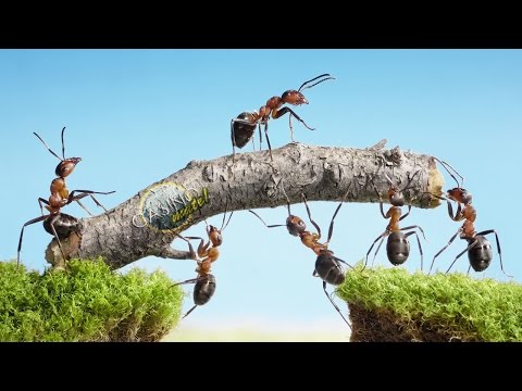 Listening English Unit 3 Ants, Ants, Everywhere! Level 3