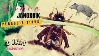 Download lagu Suara Jangkrik Pengusir Tikus mp3 Download lagu Suara Jangkrik Pengusir Tikus mp3