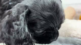 アメリカンコッカースパニエルの動画01