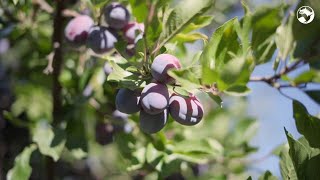 Naturals – Delicious Chilean prune for digestive wellness