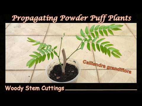 Grow Powder Puff Woody Stem Cuttings - Calliandra grandiflora