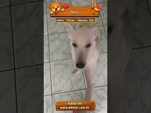 Vídeo de Maya