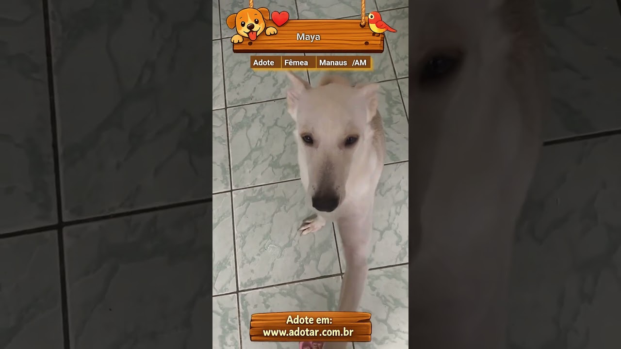 Cachorro raça SRD-ViraLata idade 1 ano nome Maya