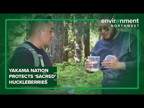 Yakama Nation works to protect sacred huckleberries