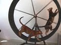 Bengal Cat Fighting for the Exercise Wheel 