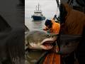 A Shark Attack A Fisher Man In Pacific Ocean Shark Usa Ai Pov Deepsea Scary Horror Ocean