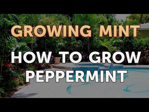 How to Get Rid of Mint Plant Pests