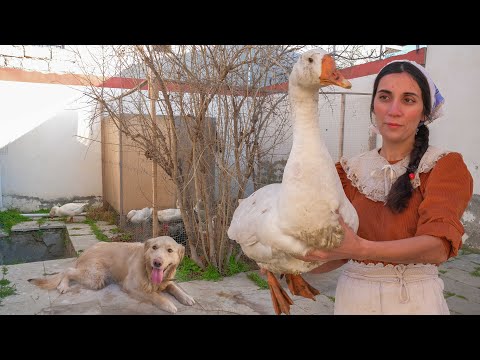Cooking Traditional Azerbaijani Dish - Goose stew! Campfire Cooking