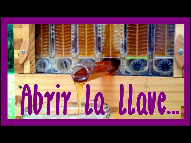 Vídeo relacionado con ZyKnaurral Colmena Flow Hive - Kit De Iniciación De Colmena De Madera, Colmena para Apicultura En Jardín O Patio Trasero, Kit De Apicultura Fácil De Montar