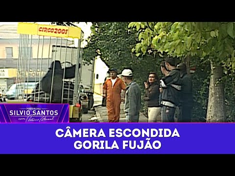 Gorila Fujão | Câmeras Escondidas (25/07/25)