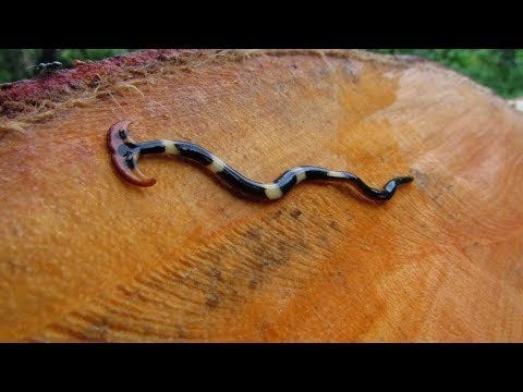 Ein schrecklicher, giftiger Wurm, der Schnecken verschlingt! Der Hammerhaiwurm.