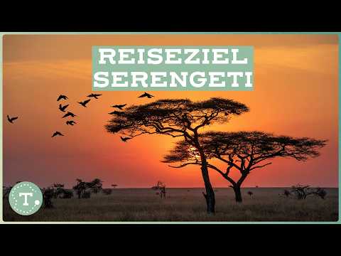 Serengeti: Urlaubsreisen in das schönste Safariparadies der Welt