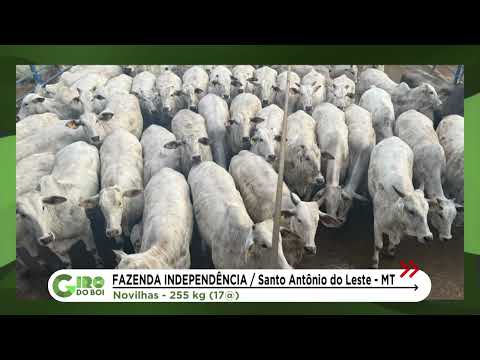 NOVILHADA NELORE 100% JOVEM CHEGA A 17@ EM MATO GROSSO; VEJA DETALHES