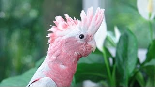 Galah the Australian Pest