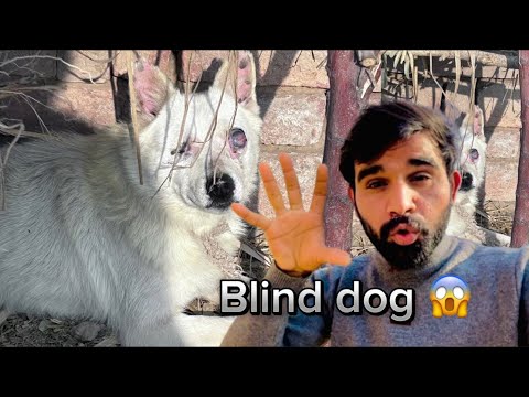 Nabina dog mil gia😱|| how this dog survive😱🥰