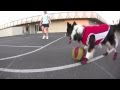 Koira pelaa koripalloa