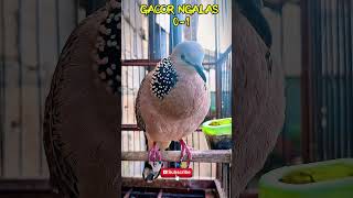 Download lagu suara pikat burung TEKUKUR gacor ngALAs 0-1 #shorts #shortsfeed #shortvideo #short #shortsvideo mp3