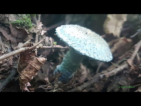 Сезонность и места обитания гриба