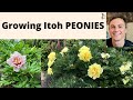 ITOH PEONY PLANTS: Best Peonies in the Garden