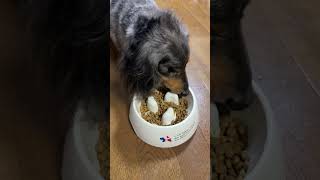 ぽいぽいしながらも完食しました🐶　#ミニチュアダックスフンド #癒し #田舎暮らし