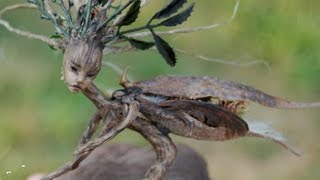 5 Real Fairies Caught on Camera