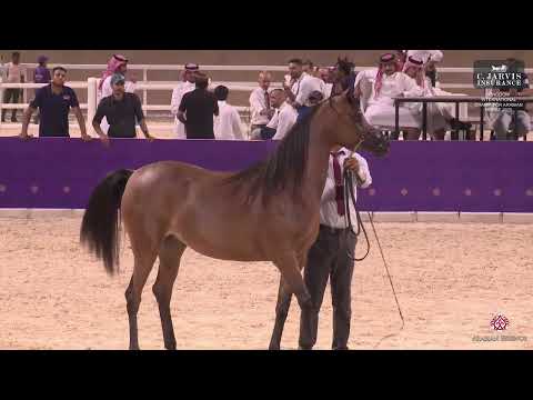 N 96 FD THEKRA   Kingdom International Championship for Arabian Horse 2025   Fillies 3 Years Old Cla