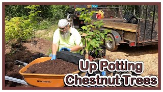 Up Potting last years Chestnut Trees to Larger Pots