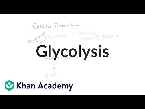 Glycolysis Introduction